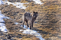 blacktail lakes wolf