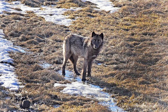 blacktail lakes wolf