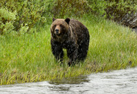 grizzly