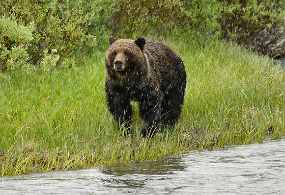 grizzly