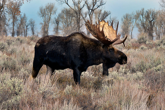 bull moose