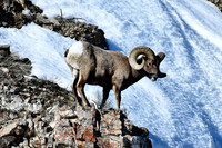 big horn ram