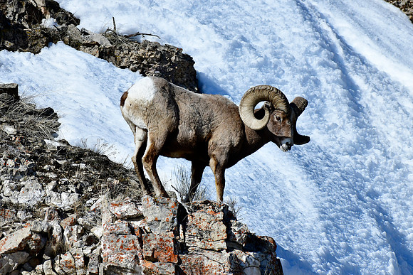 big horn ram