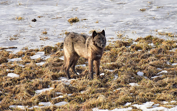 lone wolf at blacktail lakes