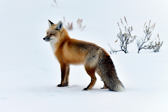 winter fox (9)