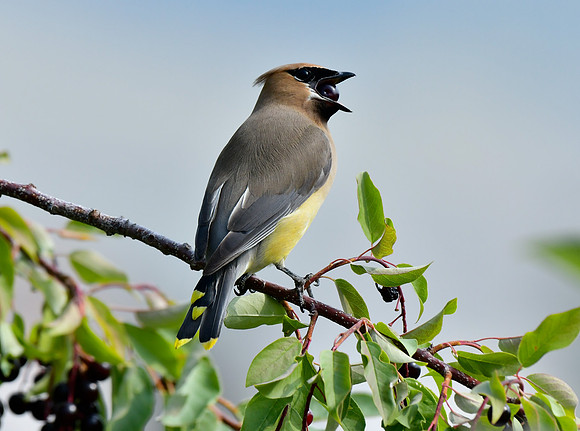 cedar waxwings