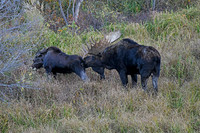 teton bull moose