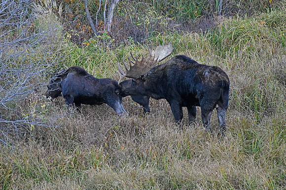 teton bull moose