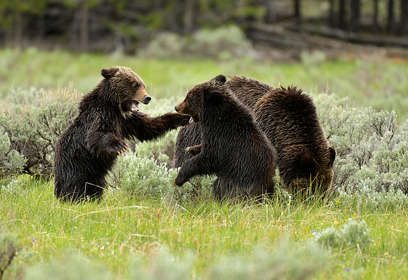 grizzly with cubs