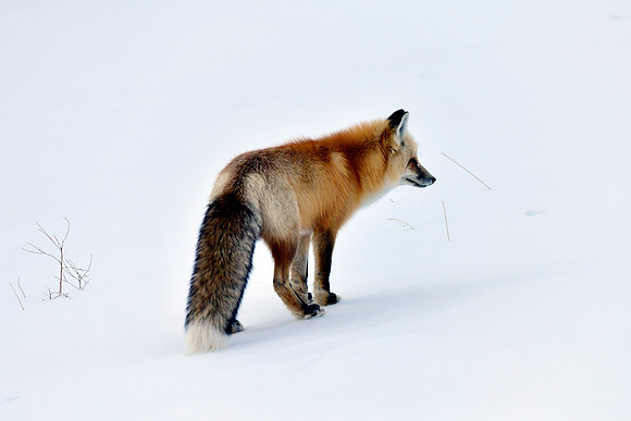 winter fox (3)