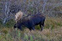 teton bull moose
