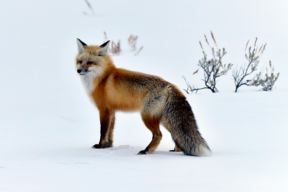 winter fox (10)