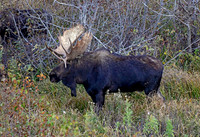 teton bull moose