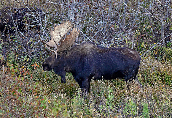 teton bull moose