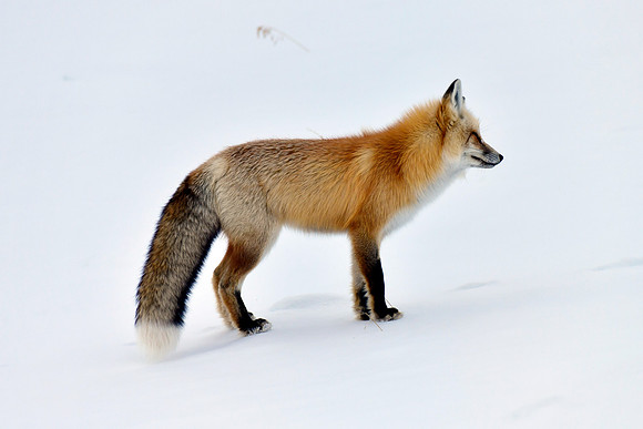 winter fox (5)