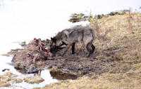 blacktail lakes wolf (16)