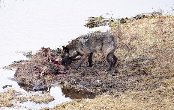 blacktail lakes wolf (16)