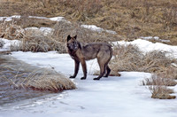 blacktail lakes wolf