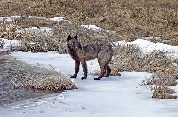 blacktail lakes wolf