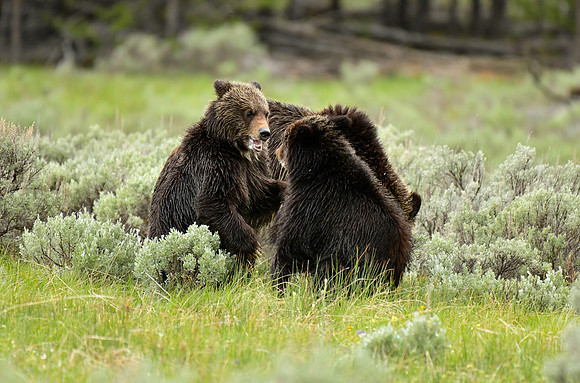 grizzly cubs