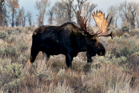 bull moose