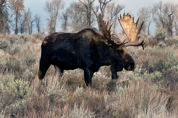 bull moose