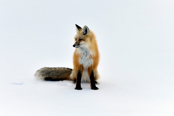 winter fox (2)
