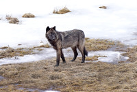 blacktail lakes wolf