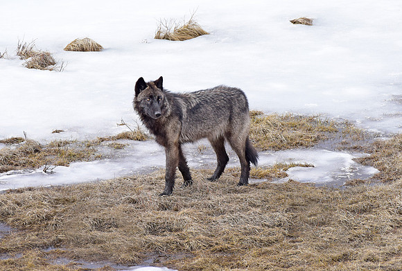 blacktail lakes wolf