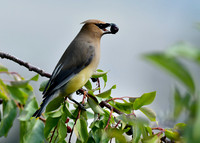 cedar waxwings