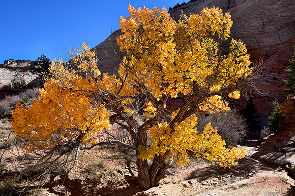 Fall Cottonwood