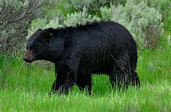 black bear