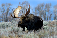 bull moose