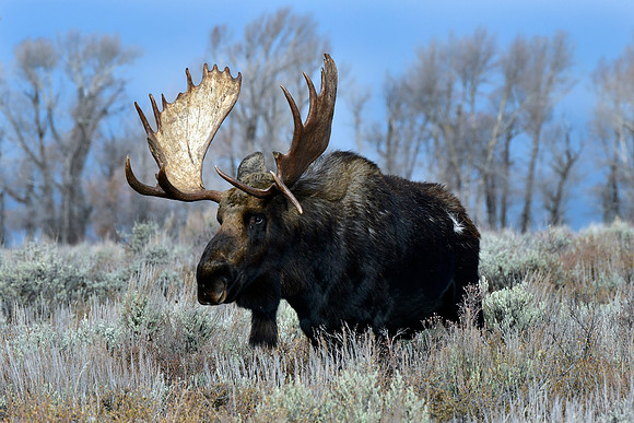 bull moose