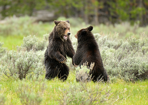 grizzly cubs