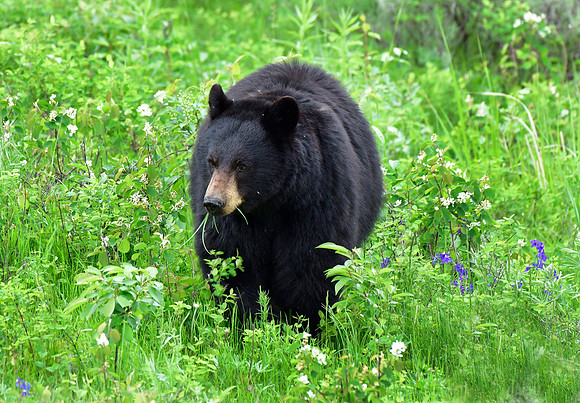 black bear
