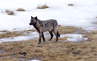 blacktail lakes wolf