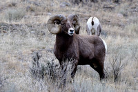 bighorn ram