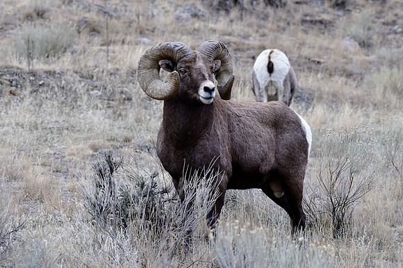 bighorn ram