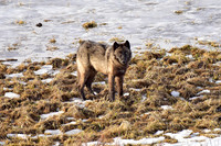 lone wolf at blacktail lakes