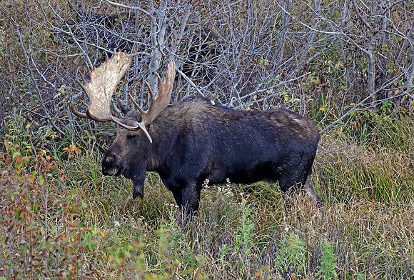teton bull moose