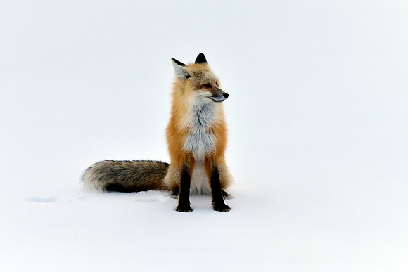 winter fox (1)