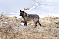 blacktail lakes wolf