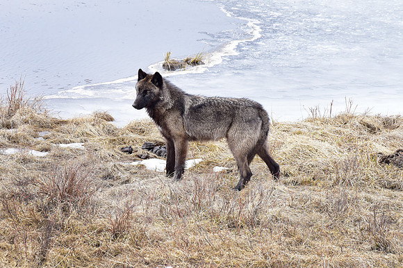 blacktail lakes wolf