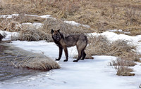 blacktail lakes wolf