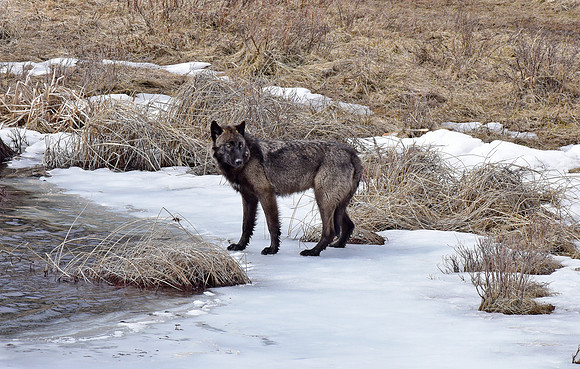 blacktail lakes wolf