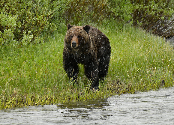 grizzly.