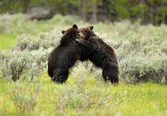 grizzly cubs