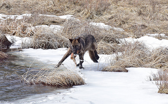 blacktail lakes wolf