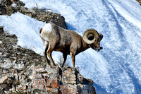 big horn ram